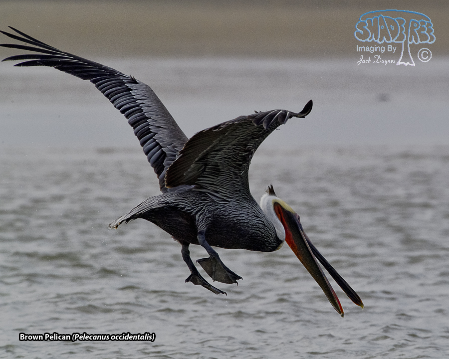 Brown Pelican - Pelecanus occidentalis