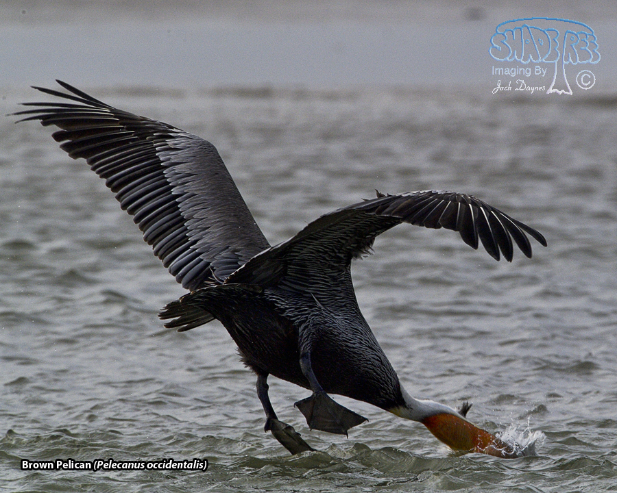 Brown Pelican - Pelecanus occidentalis