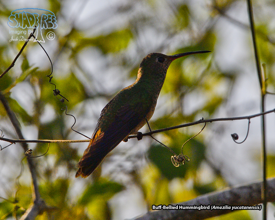 Buff-Bellied Hummingbird - Amazilia yucatanensis