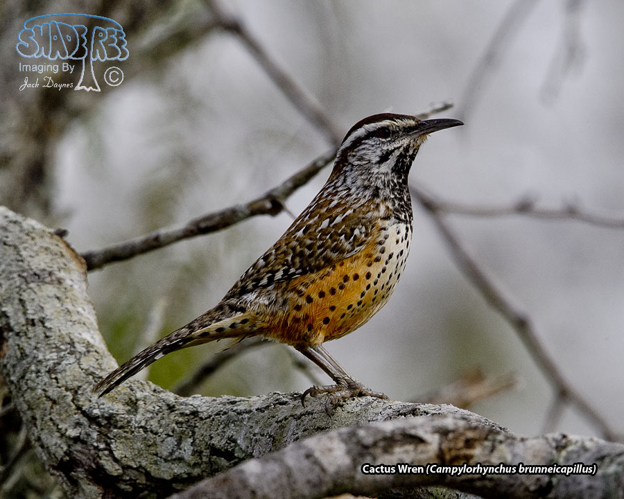 Cactus Wren - Campylorhynchus brunneicapillus