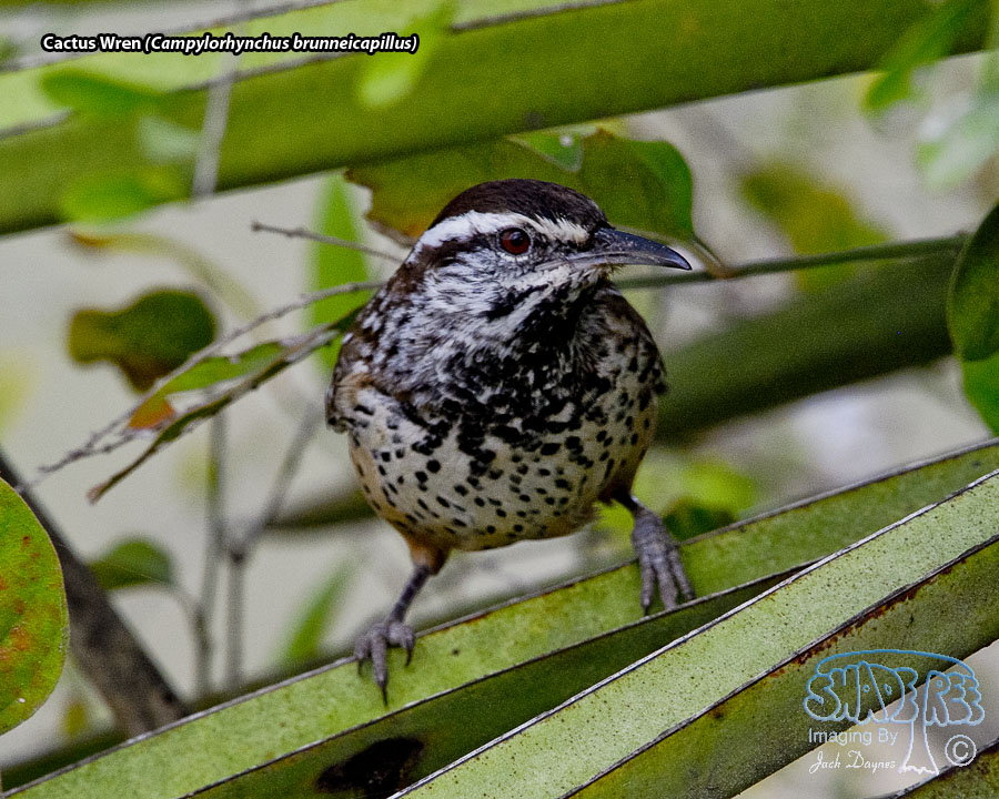 Cactus Wren - Campylorhynchus brunneicapillus