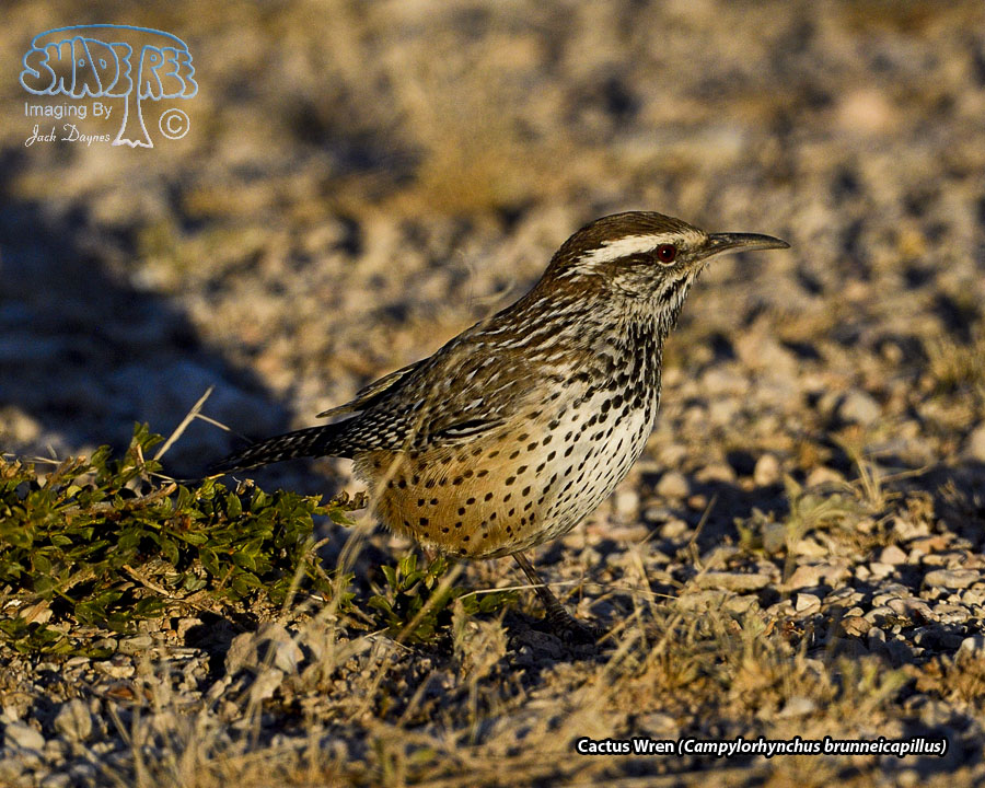 Cactus Wren - Campylorhynchus brunneicapillus