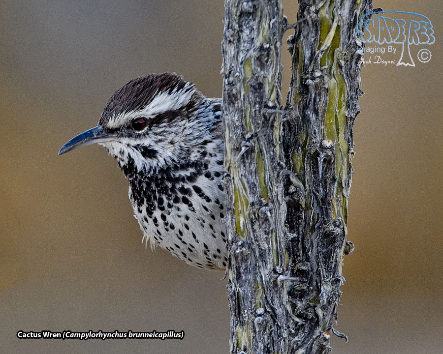 Cactus Wren - Campylorhynchus brunneicapillus