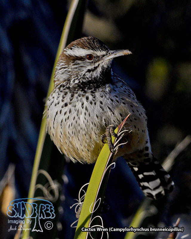 Cactus Wren - Campylorhynchus brunneicapillus