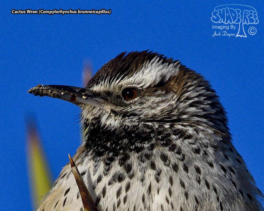 Cactus Wren - Campylorhynchus brunneicapillus