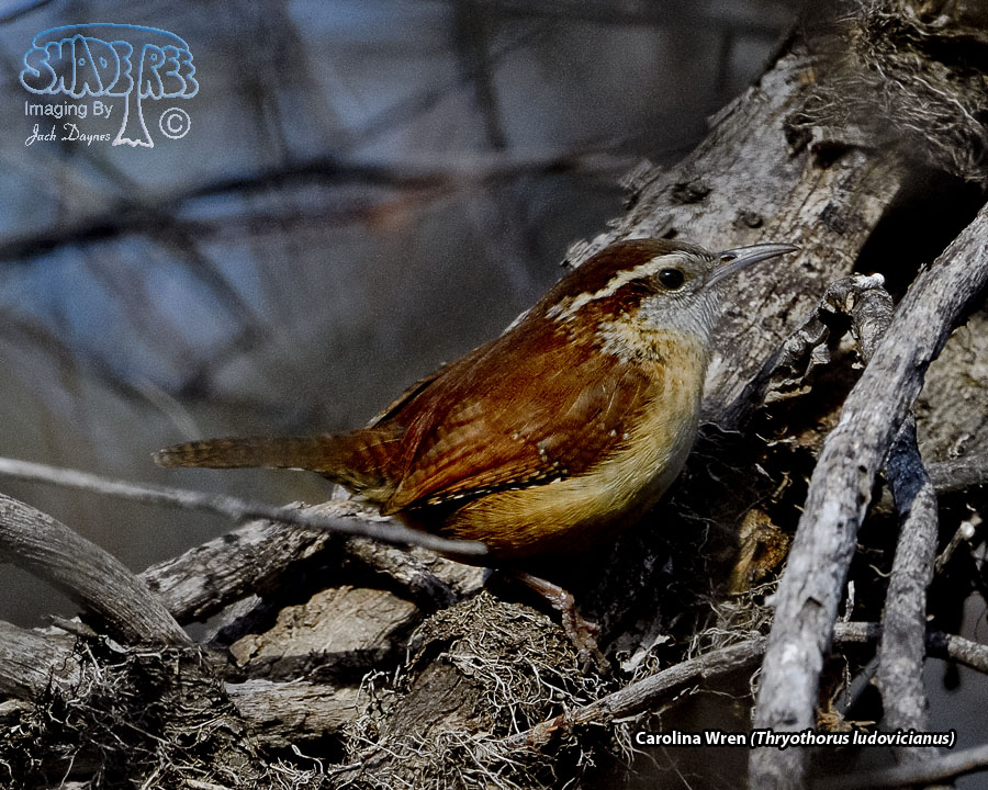 Carolina Wren - Thryothorus ludovicianus