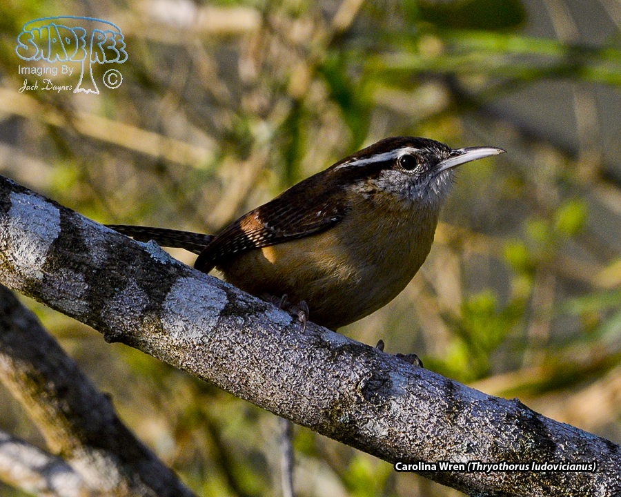 Carolina Wren - Thryothorus ludovicianus
