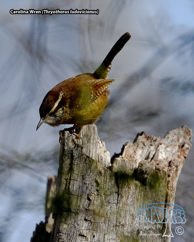 Carolina Wren - Thryothorus ludovicianus