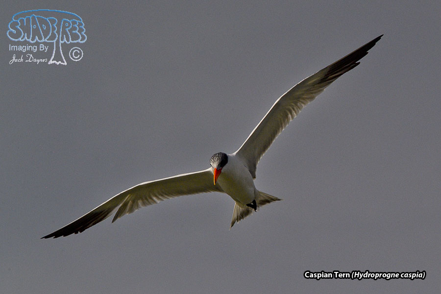 Caspian Tern - Hydroprogne caspia