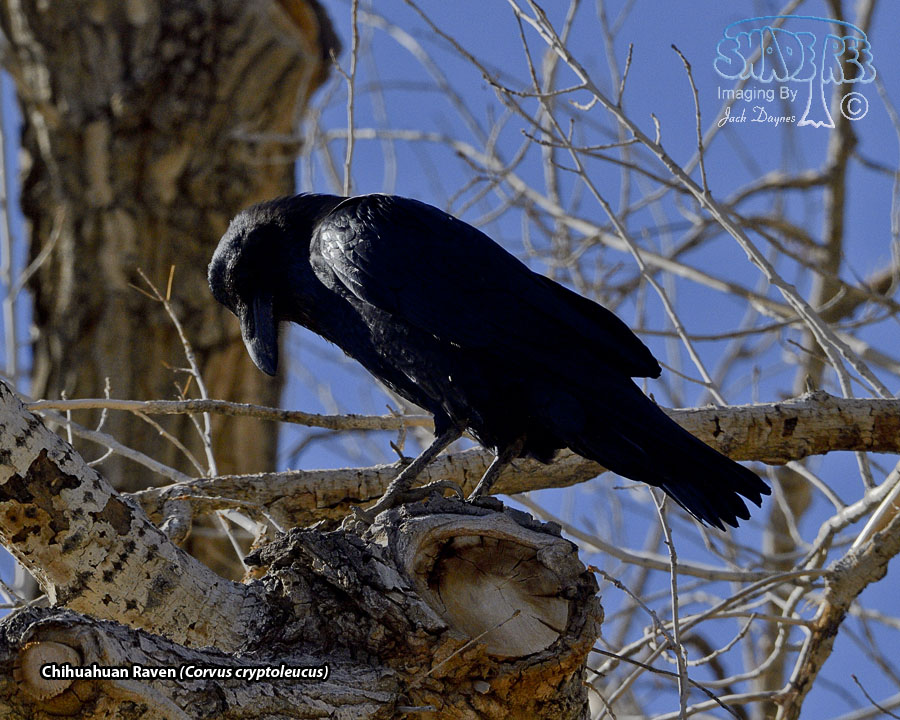 Chihuahuan Raven - Corvus cryptoleucus