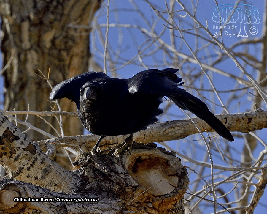 Chihuahuan Raven - Corvus cryptoleucus