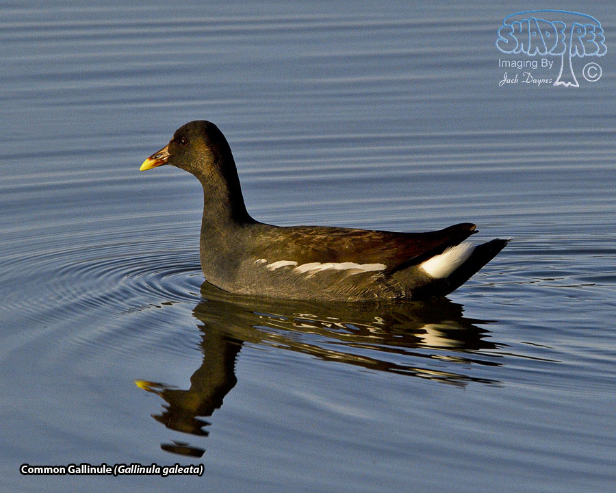 Common Gallinule - Gallinula galeata