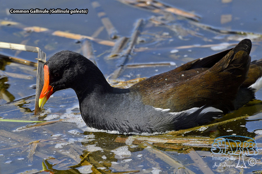 Common Gallinule - Gallinula galeata