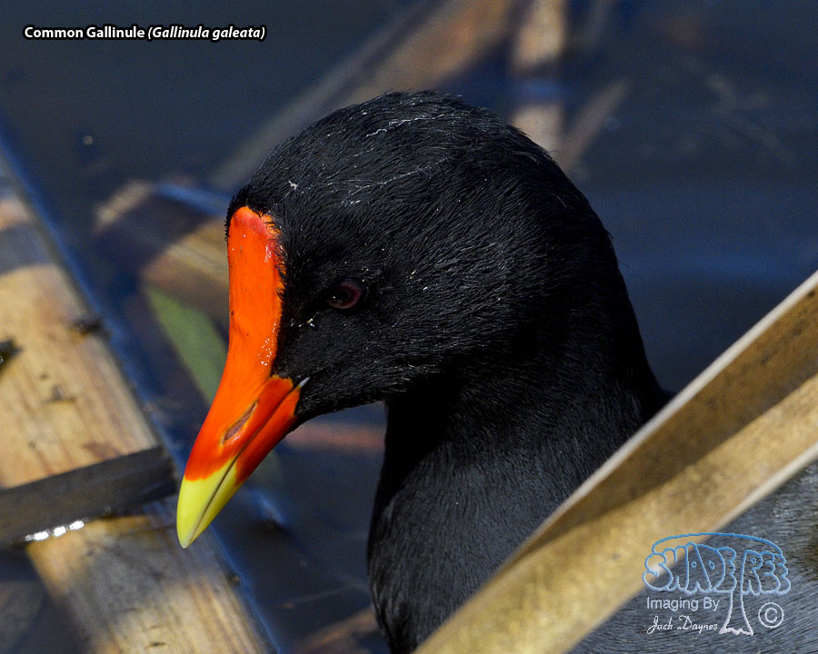Common Gallinule - Gallinula galeata
