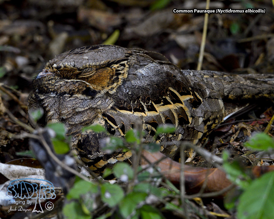 Common Pauraque - Nyctidromus albicollis