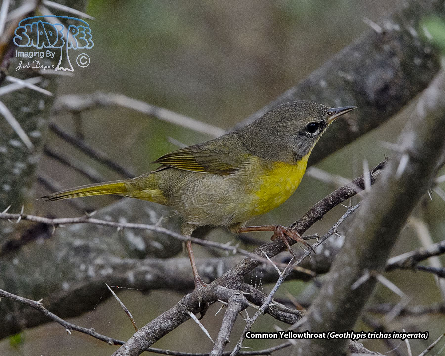 Common Yellowthroat - Geothlypis trichas insperata
