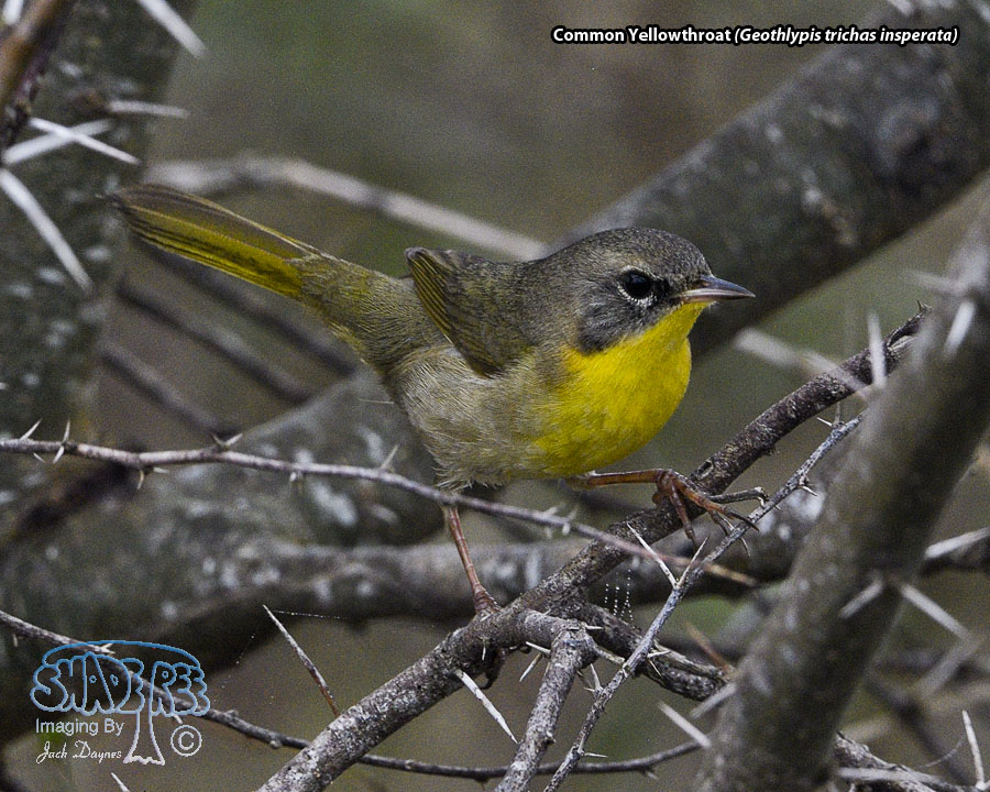 Common Yellowthroat - Geothlypis trichas