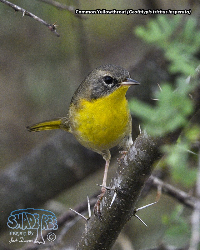 Common Yellowthroat - Geothlypis trichas