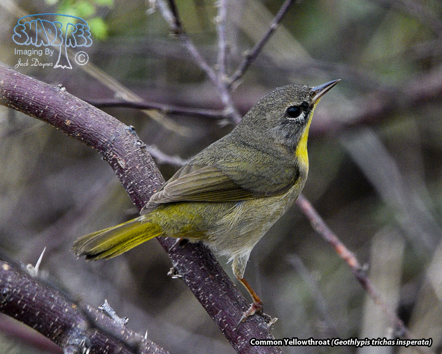 Common Yellowthroat - Geothlypis trichas