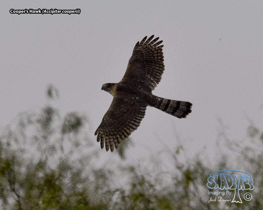 Cooper's Hawk - Accipiter cooperii