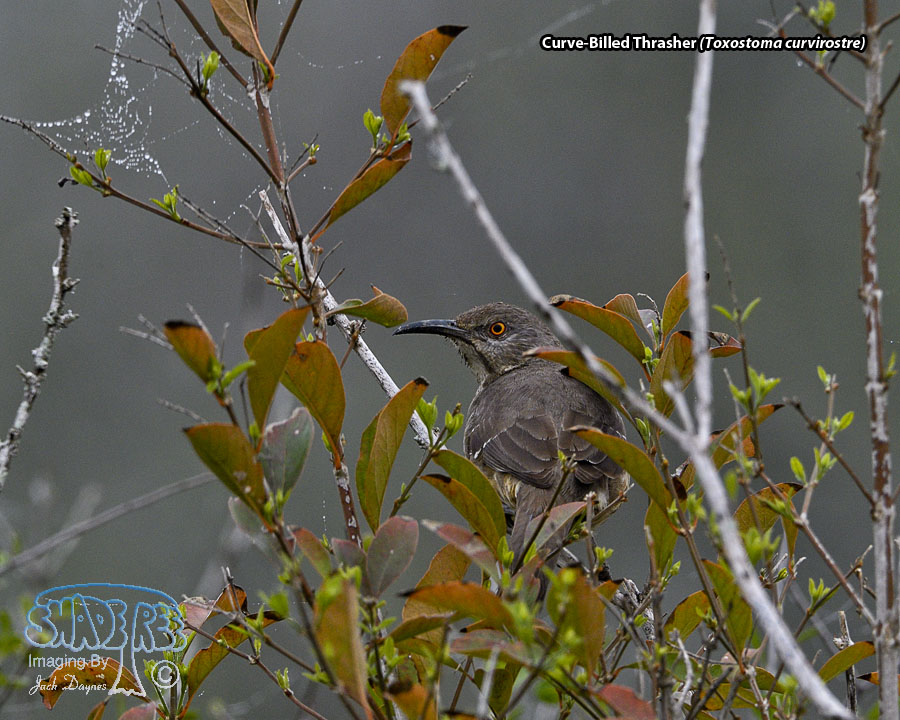 Curve-Billed Thrasher - Toxostoma curvirostre
