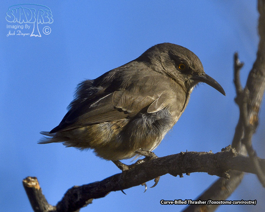 Curve-Billed Thrasher - Toxostoma curvirostre
