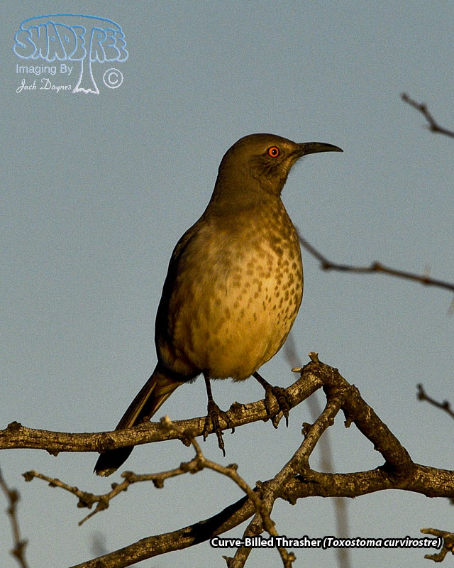 Curve-Billed Thrasher - Toxostoma curvirostre
