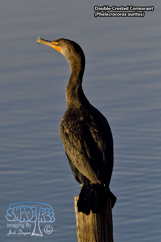 Double-Crested Cormorant - Phalacrocorax auritus