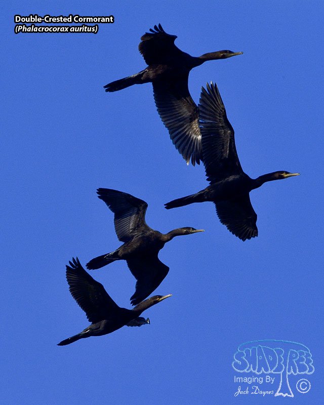 Double-Crested Cormorant - Phalacrocorax auritus