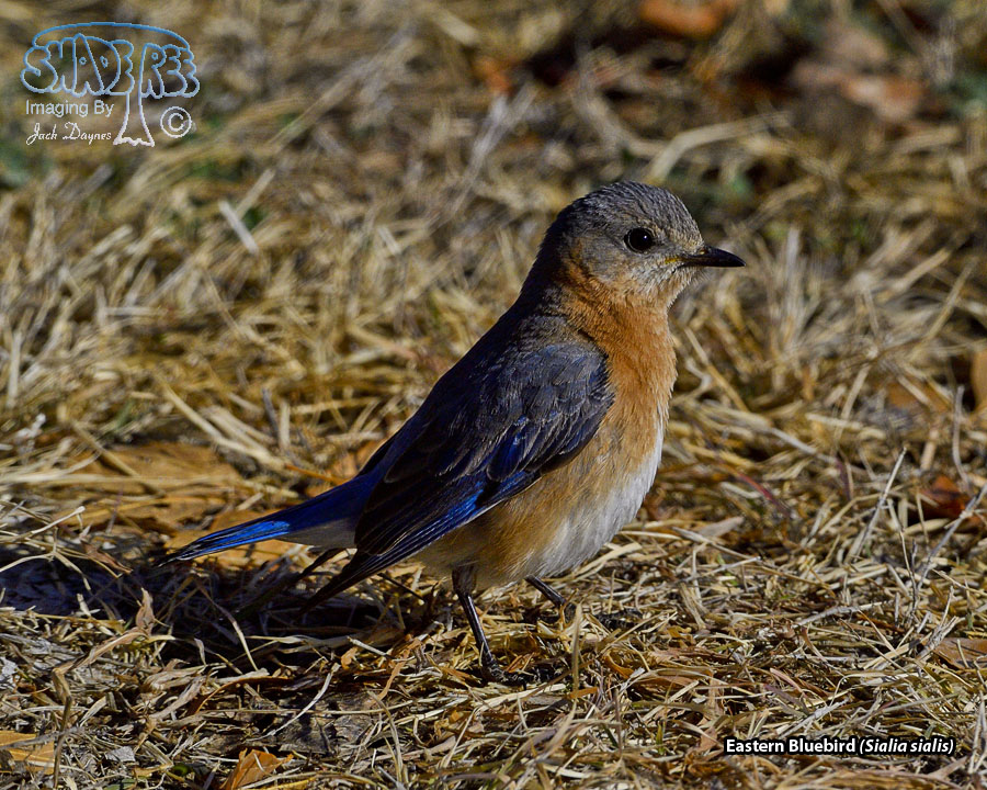 Eastern Bluebird - Sialia sialis