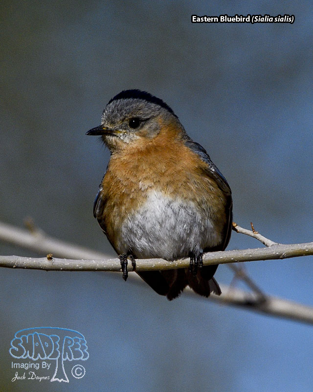 Eastern Bluebird - Sialia sialis