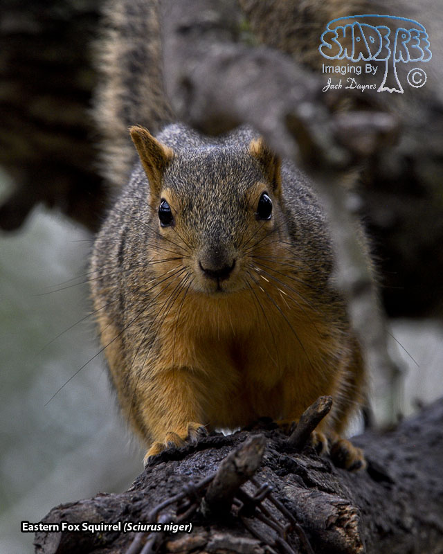 Eastern Fox Squirrel - Sciurus niger