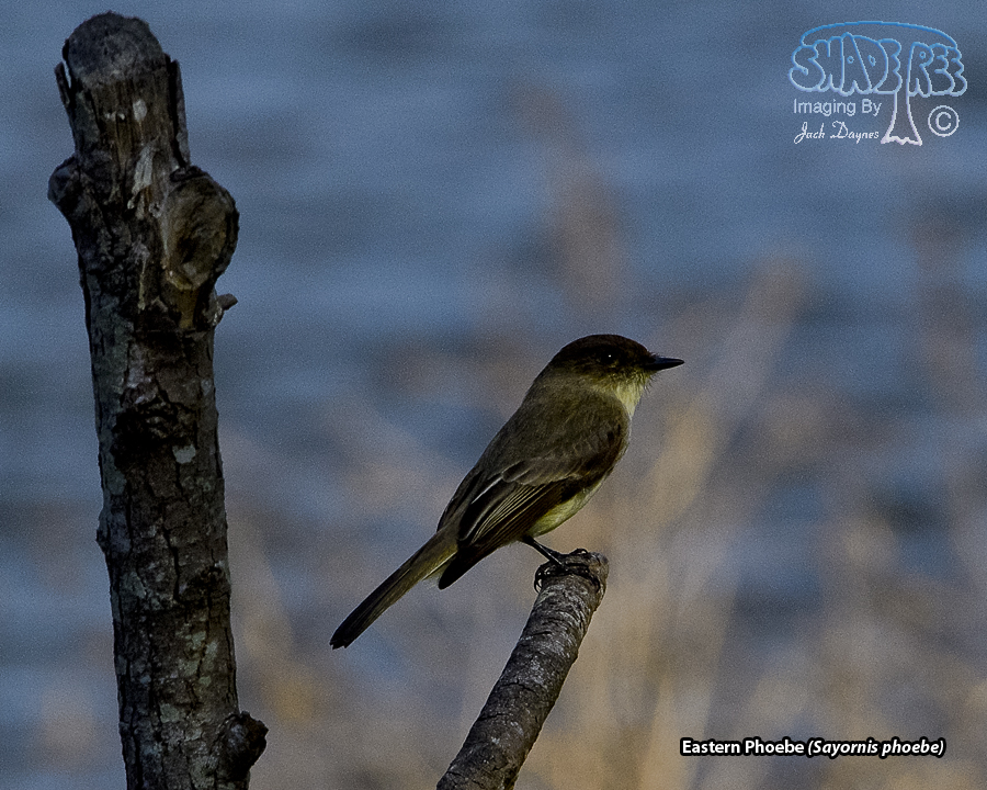 Eastern Phoebe - Sayornis phoebe