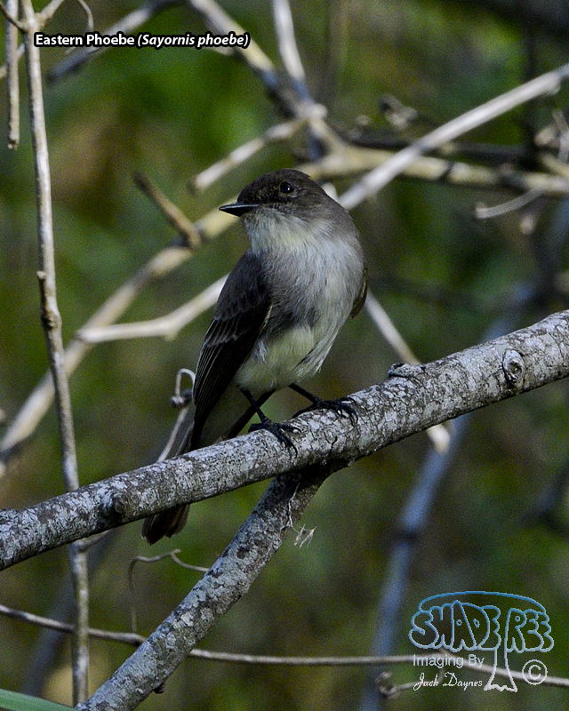 Eastern Phoebe - Sayornis phoebe