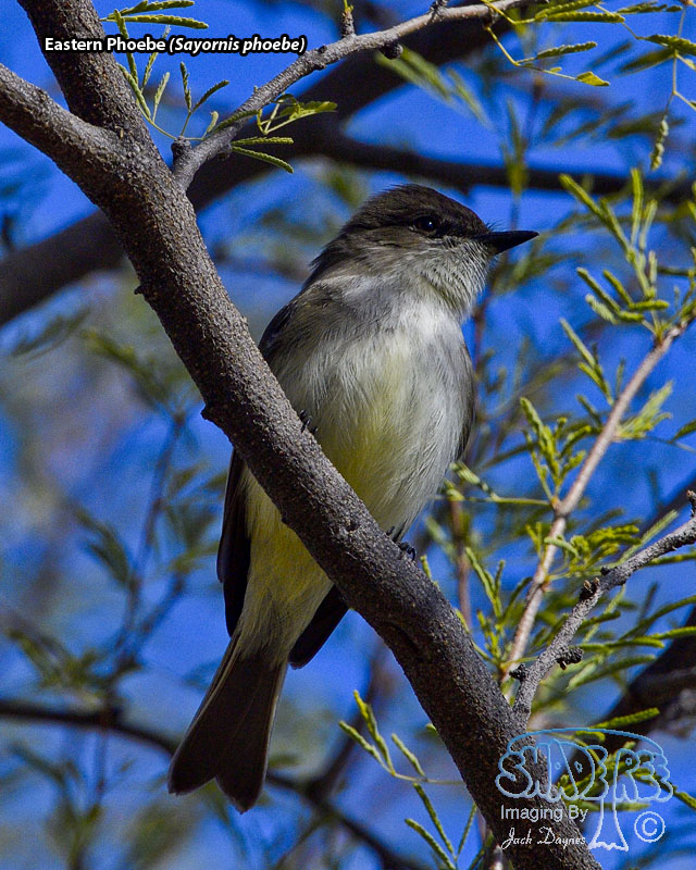 Eastern Phoebe - Sayornis phoebe