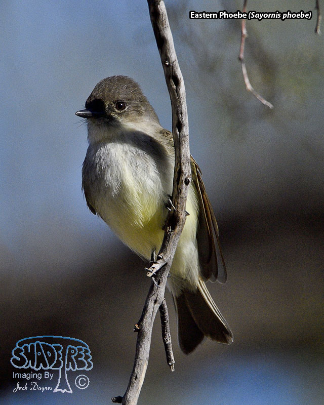 Eastern Phoebe - Sayornis phoebe