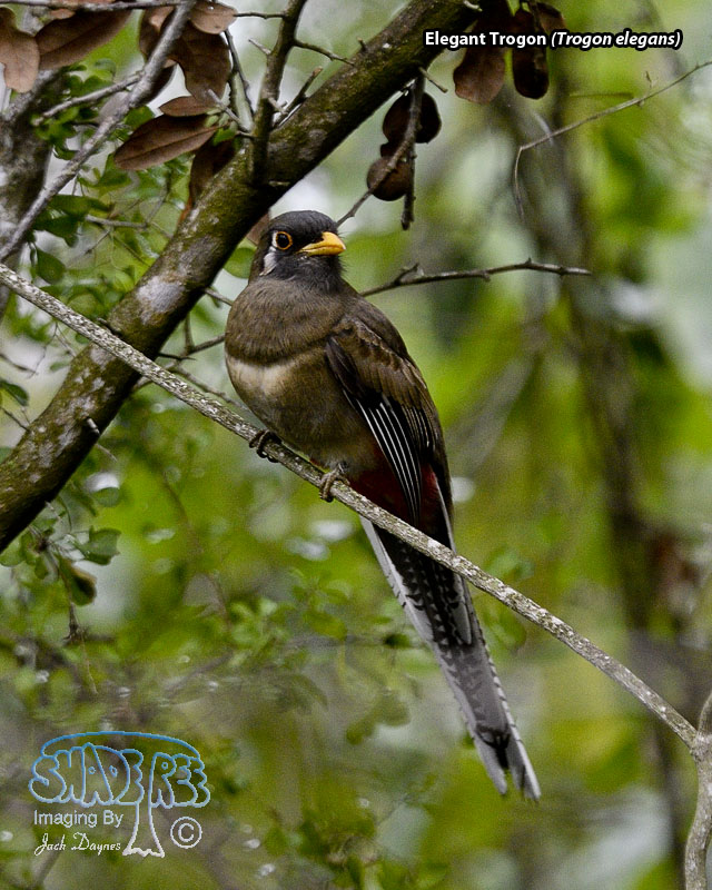 Elegant Trogon - Trogon elegans