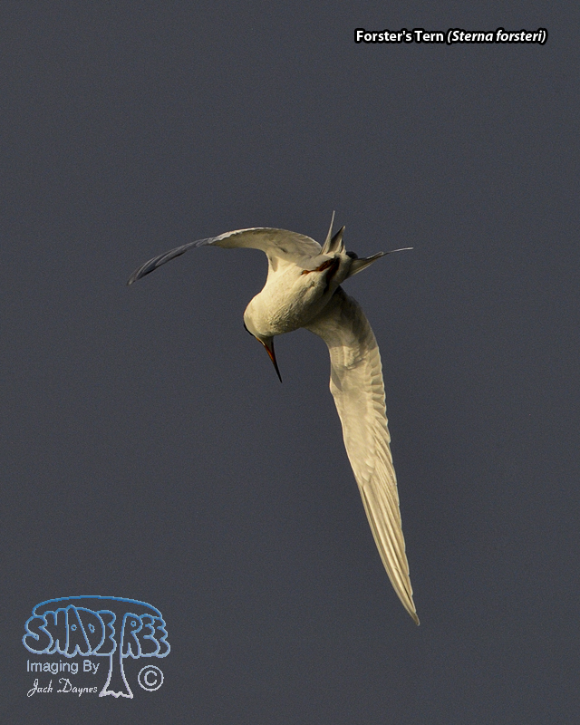 Forster's Tern - Sterna forsteri