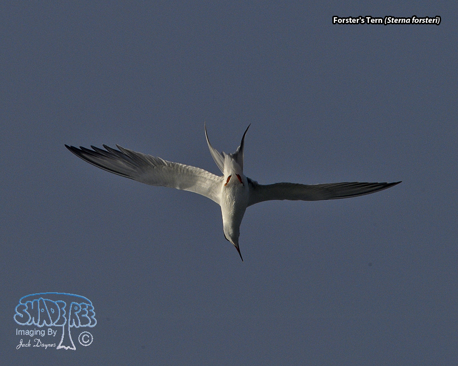 Forster's Tern - Sterna forsteri