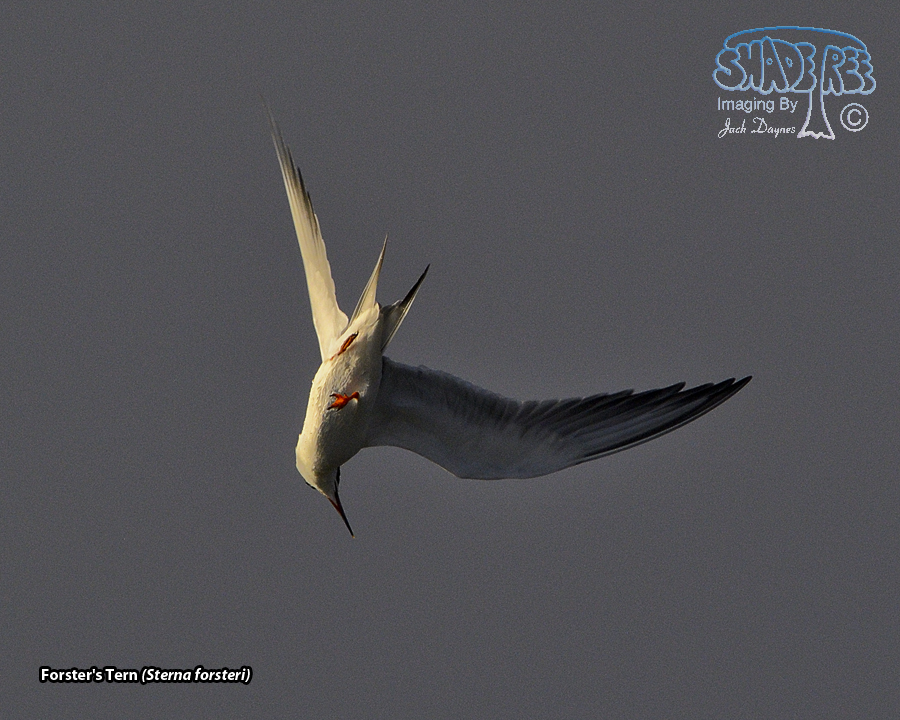 Forster's Tern - Sterna forsteri