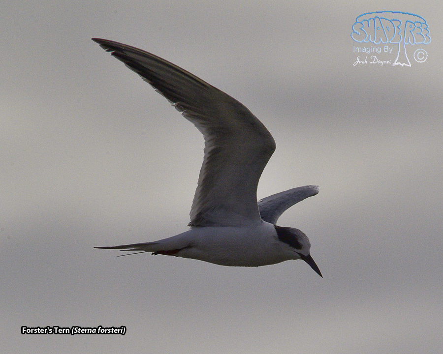 Forster's Tern - Sterna forsteri