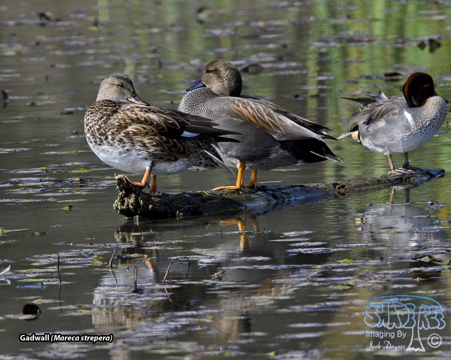 Gadwall - Mareca strepera