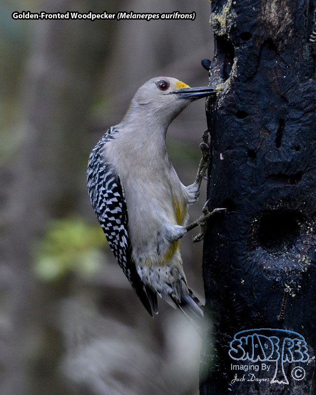 Golden-Fronted Woodpecker - Melanerpes aurifrons