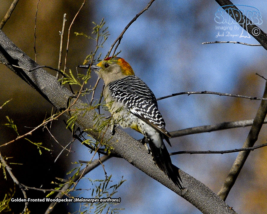 Golden-Fronted Woodpecker - Melanerpes aurifrons