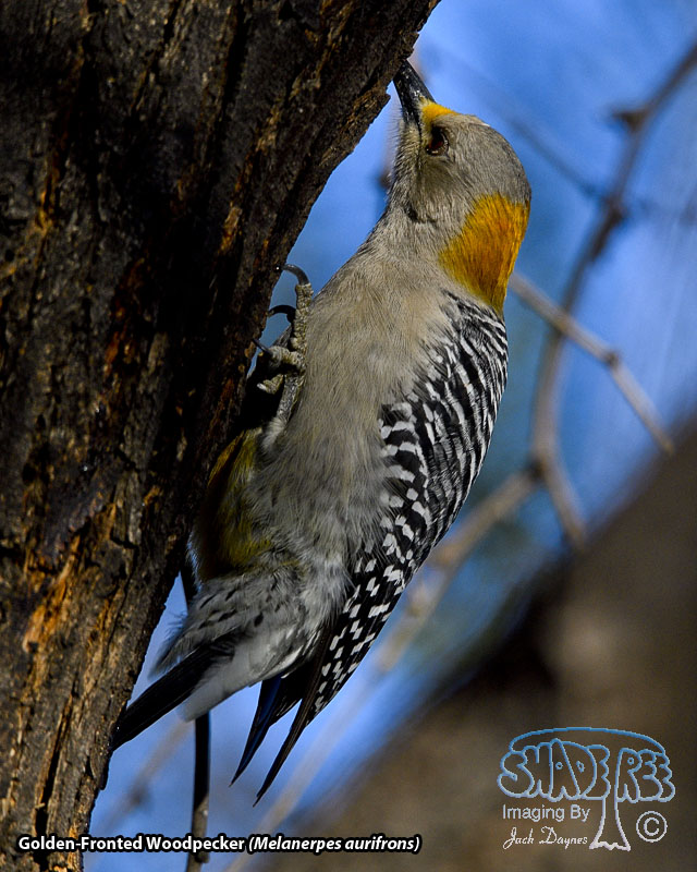 Golden-Fronted Woodpecker - Melanerpes aurifrons