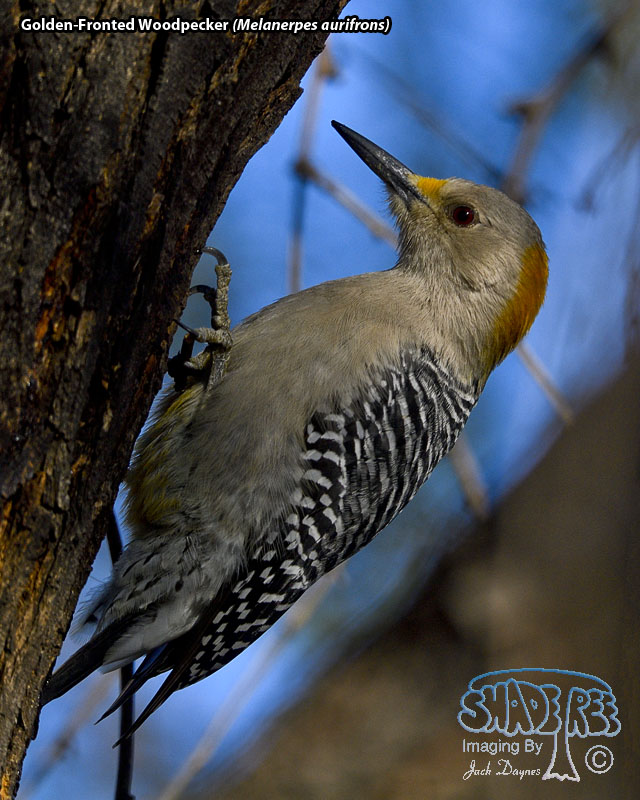 Golden-Fronted Woodpecker - Melanerpes aurifrons