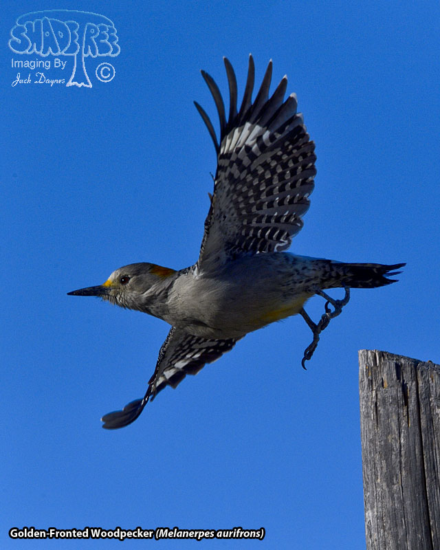 Golden-Fronted Woodpecker - Melanerpes aurifrons