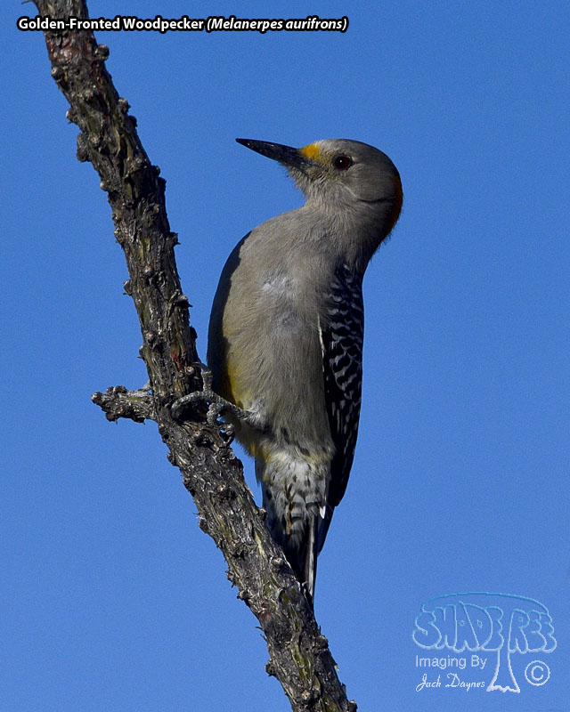 Golden-Fronted Woodpecker - Melanerpes aurifrons