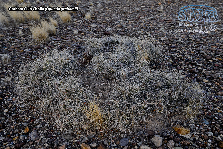 Graham Club Cholla - Opuntia grahamii