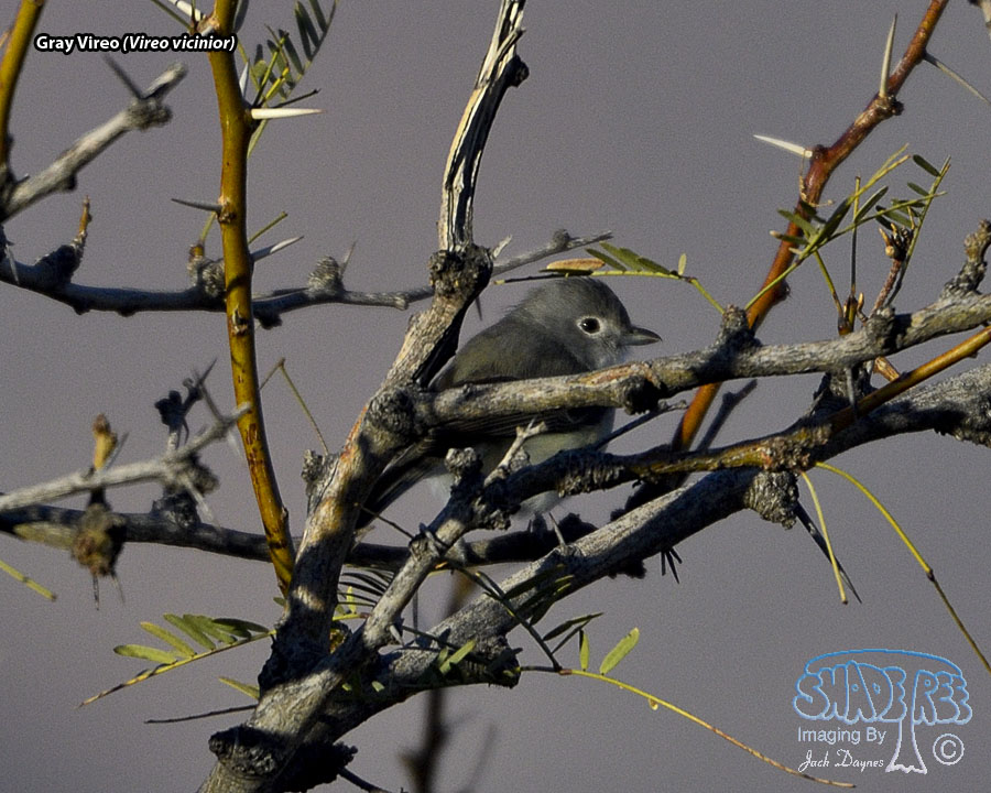 Gray Vireo - Vireo vicinior